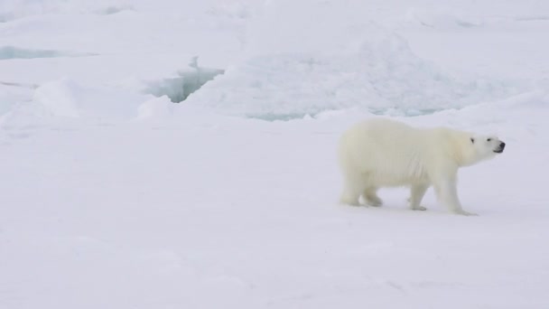 Urso polar andando sobre o gelo . — Vídeo de Stock