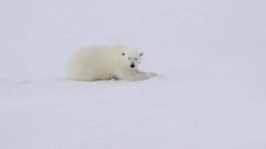 Kutup ayısı buz üzerinde yürüme.
