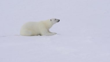 Kutup ayısı buz üzerinde yürüme.