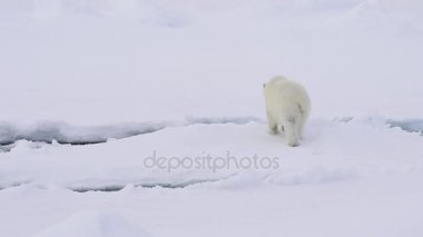 Kutup ayısı buz üzerinde yürüme.