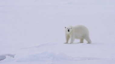 Kutup ayısı buz üzerinde yürüme.