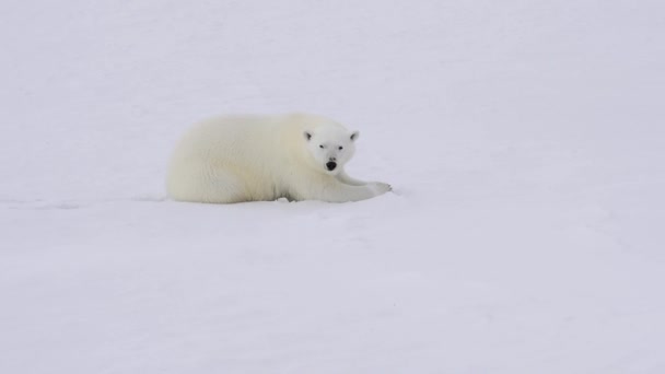 Orso polare che cammina sul ghiaccio . — Video Stock