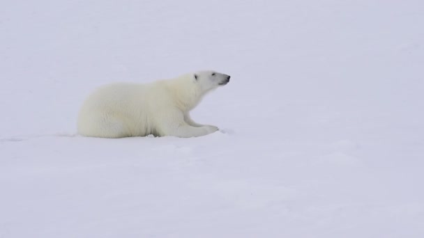 Oso polar caminando sobre el hielo . — Vídeos de Stock