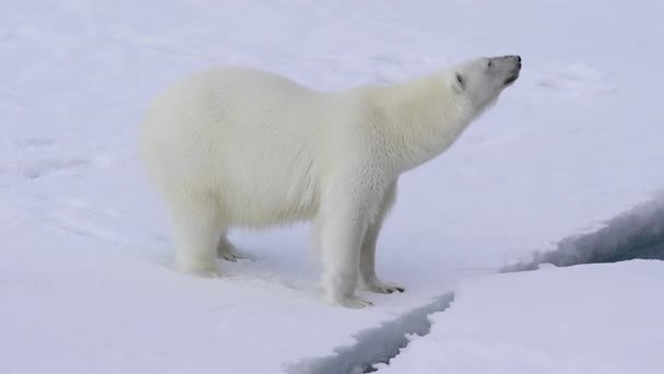 Urso polar andando sobre o gelo . — Vídeo de Stock