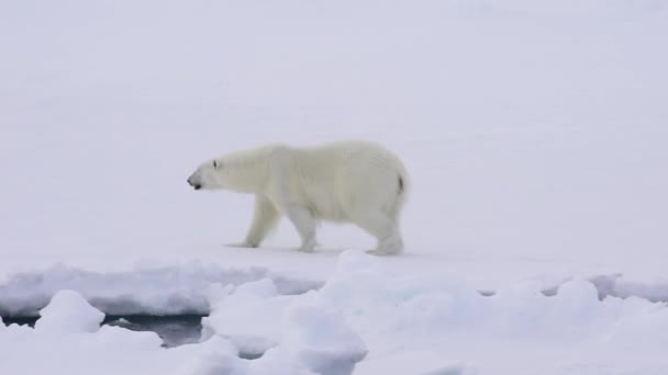 Ijsbeer lopen op het ijs. — Stockvideo