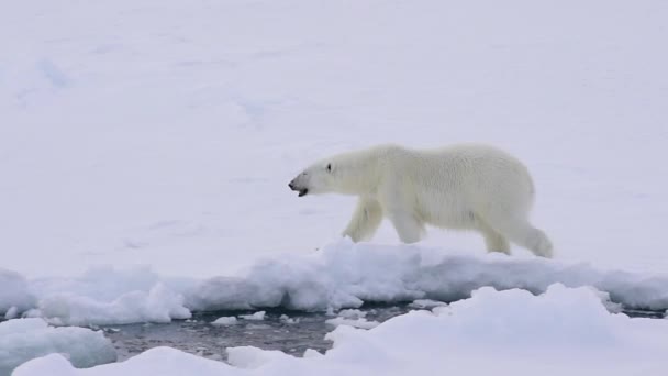 Πολική αρκούδα περπατούσε στον πάγο. — Αρχείο Βίντεο