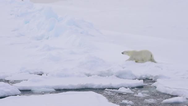 シロクマ、氷の上を歩く. — ストック動画