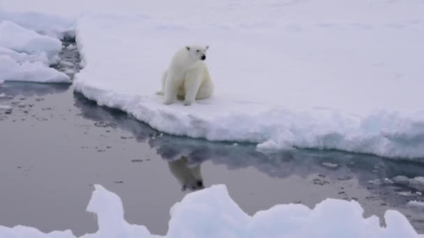 Niedźwiedź polarny na lodzie — Wideo stockowe