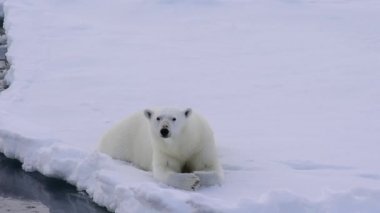 Kutup ayısı buz üzerinde yürüme.