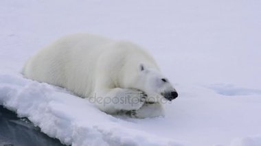 Kutup ayısı buz üzerinde yürüme.