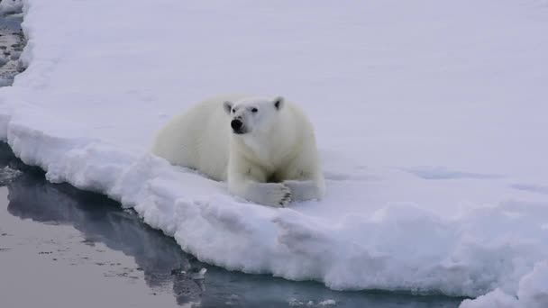 北极熊在冰上行走. — 图库视频影像