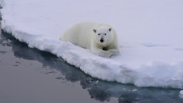 Белый медведь на льду — стоковое видео