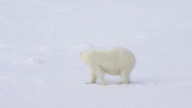 Kutup ayısı buz üzerinde yürüme.