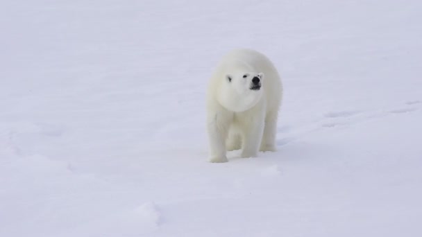 Oso polar caminando sobre el hielo . — Vídeo de stock