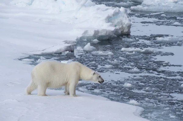 Μεγάλη πολική αρκούδα στην άκρη του πάγου drift . — Φωτογραφία Αρχείου