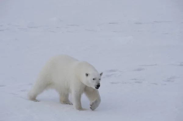 Niedźwiedź polarny, chodzenie na lodzie. — Zdjęcie stockowe