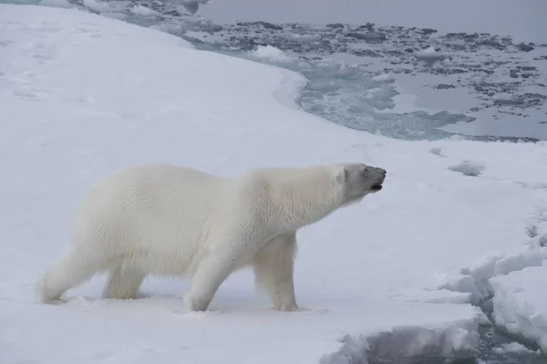 Grande orso polare sul bordo del ghiaccio alla deriva  . — Foto Stock