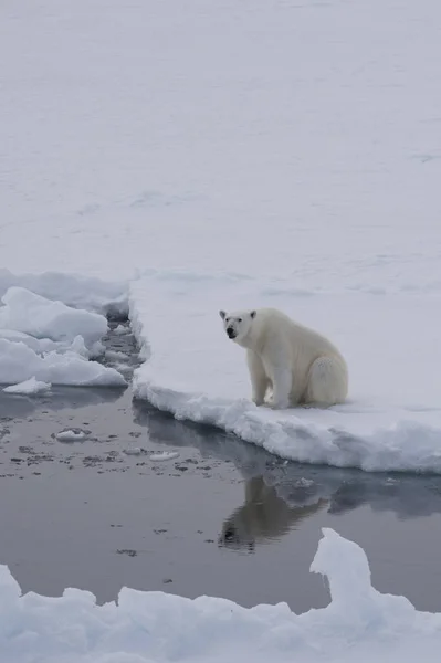 Ours polaire sur la glace — Photo