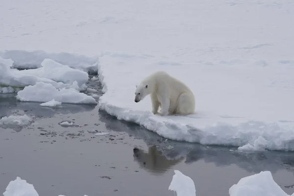 Oso polar en el hielo —  Fotos de Stock