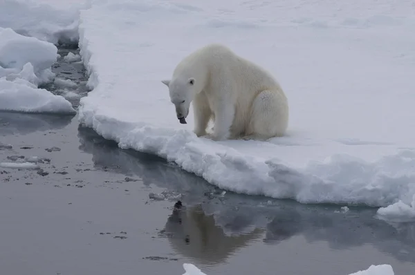 Niedźwiedź polarny na lodzie — Zdjęcie stockowe