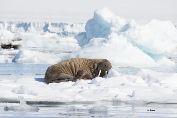 Моржів на потік льоду — стокове фото
