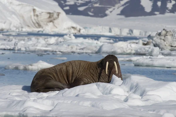 Walrus op ijs stroom — Stockfoto