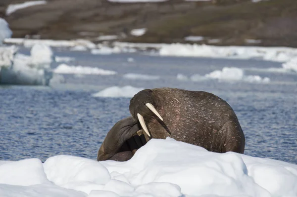 Walrus op ijs stroom — Stockfoto