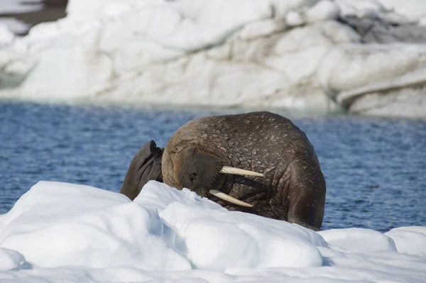 Walrus op ijs stroom — Stockfoto