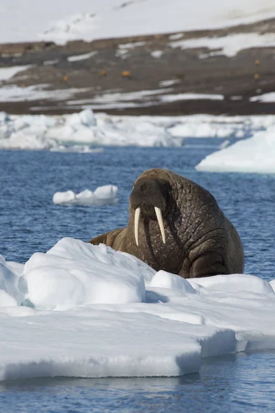 Walrus op ijs stroom — Stockfoto