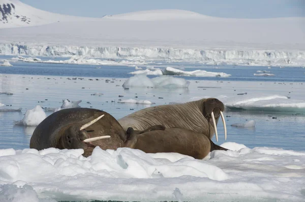 Walrussen op ijs stroom — Stockfoto