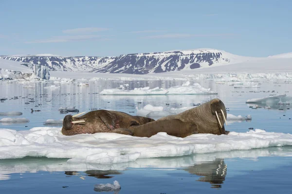 Morsas en el flujo de hielo —  Fotos de Stock