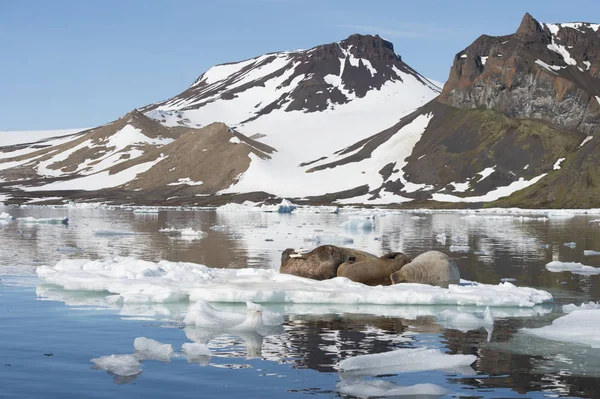 Morses sur le flux de glace — Photo