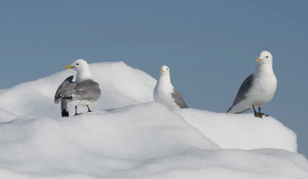 Kittiwake de pernas pretas no iceberg — Fotografia de Stock