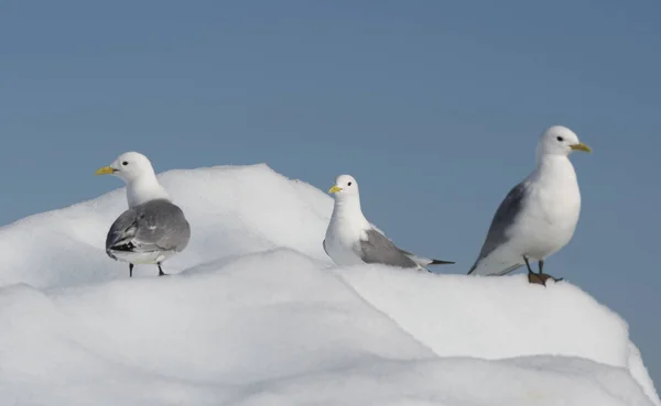 Kittiwake de pernas pretas no iceberg — Fotografia de Stock