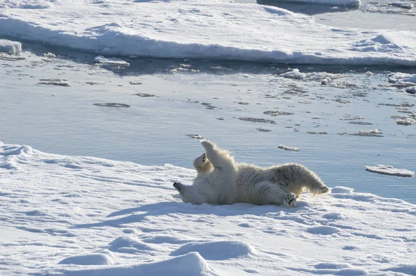 Urso polar voa de costas no gelo . — Fotografia de Stock