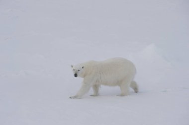 Kutup ayısı buz üzerinde yürüme.