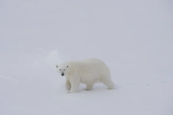 Urso polar andando sobre o gelo . — Fotografia de Stock