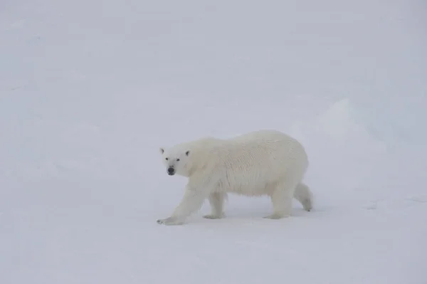 シロクマ、氷の上を歩く. — ストック写真