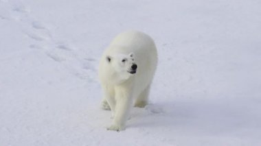 Kutup ayısı kutuplarda yürüyor.