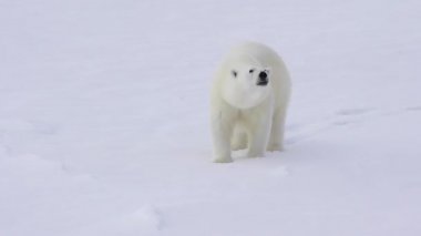 Rockhopper penguenler Falkland Adası