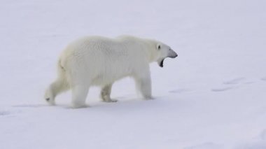 Kutup ayısı buz üzerinde yürüme.
