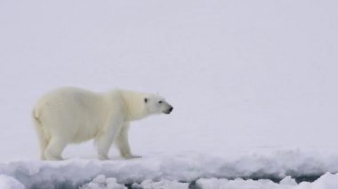 Kutup ayısı buz üzerinde yürüme.