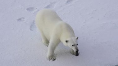 Kutup ayısı kutuplarda yürüyor.