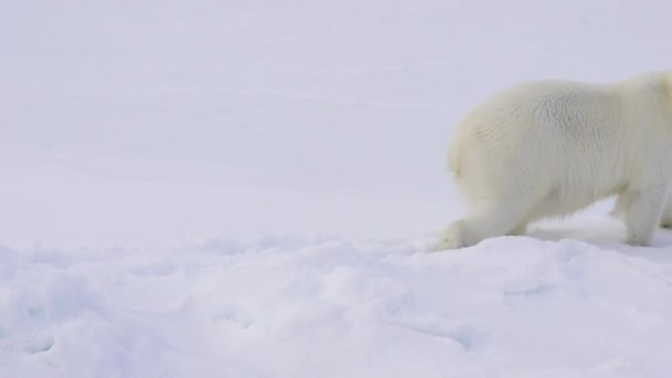 Ours polaire marchant sur la glace .