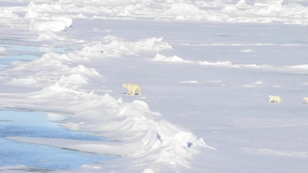 Orso polare che cammina sul ghiaccio . — Video Stock