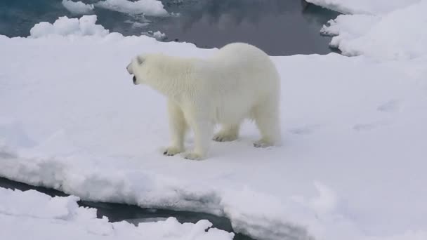 Ours polaire marchant dans l'Arctique.