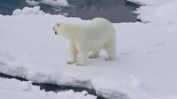 IJsbeer loopt in een poolgebied. — Stockvideo