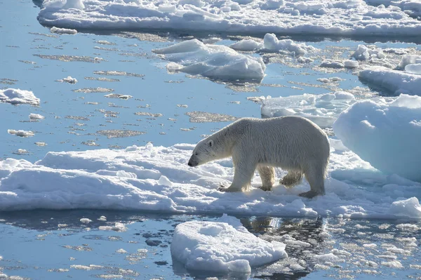 Gran oso polar en el borde de hielo a la deriva  . — Foto de Stock