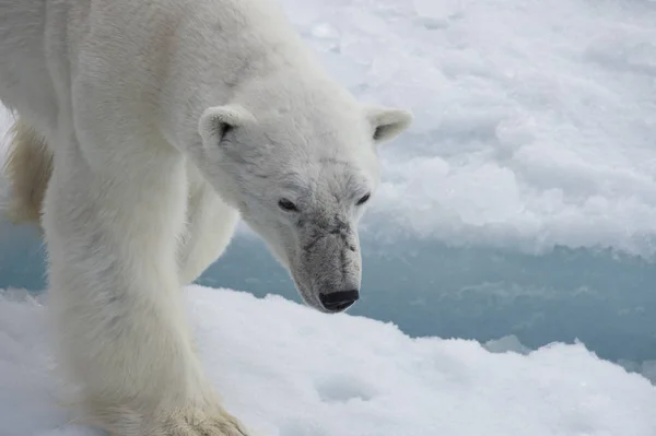 Ours polaire marchant sur la glace . — Photo