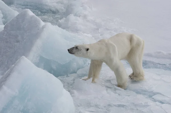 Ours polaire marchant sur la glace . — Photo